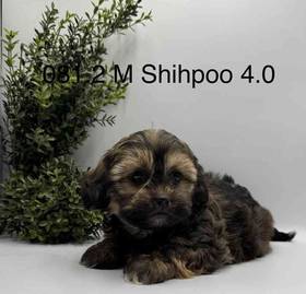 Shipoo