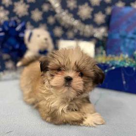 Shih Tzu