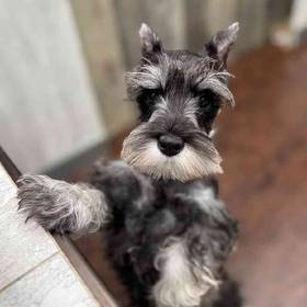 Mini Schnauzer