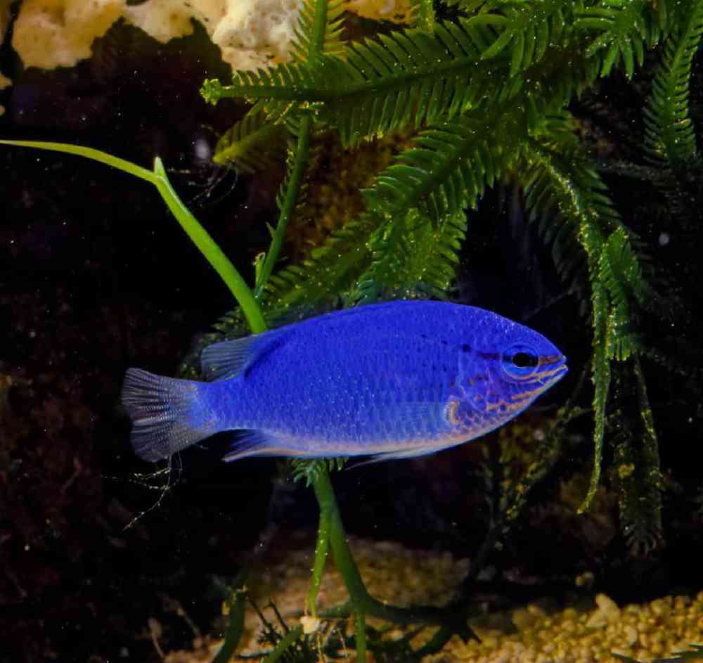 Fiji Blue Devil Damsel