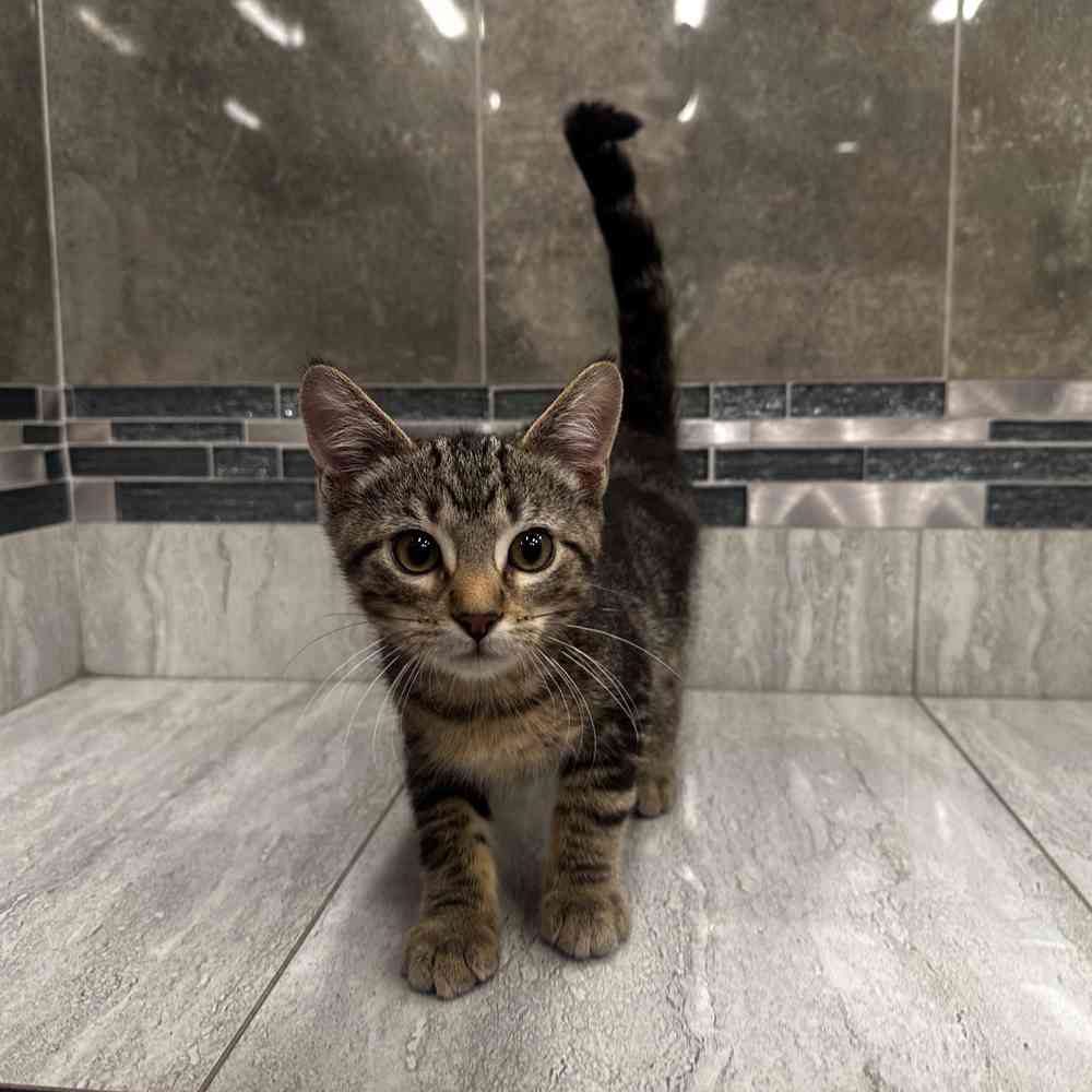 Image of a pet breed in the gallery