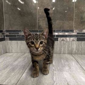 Domestic Short Hair