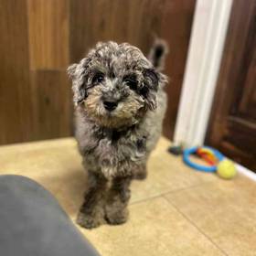 Mini Goldendoodle 2nd Gen