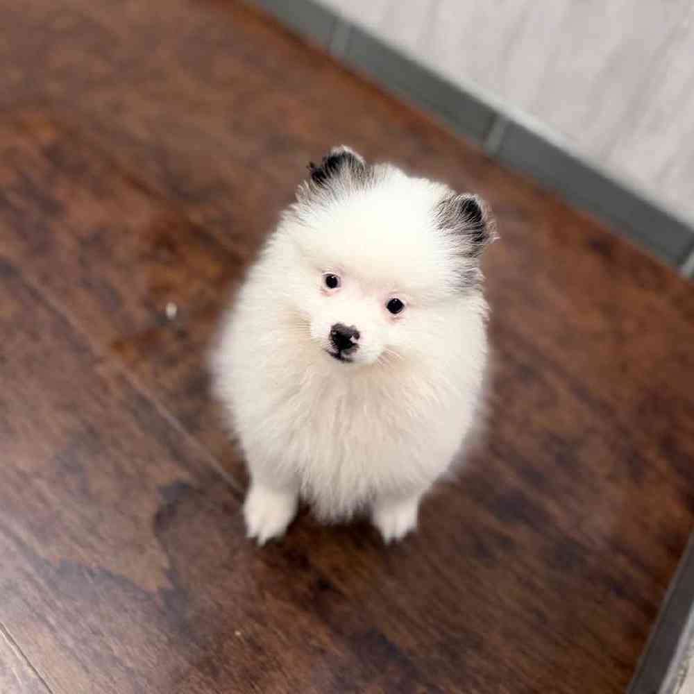 Male Pomeranian Puppy for Sale in New Haven, CT