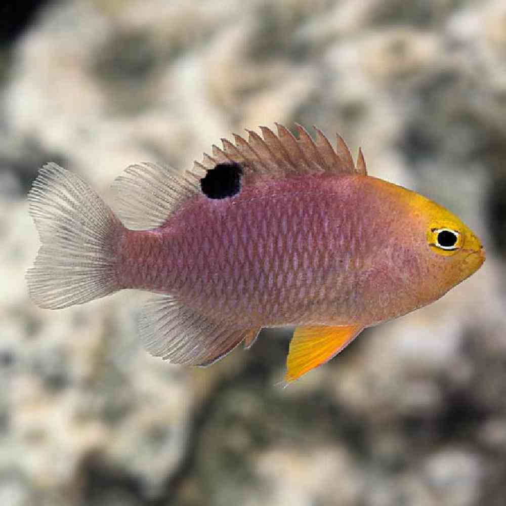 Pink Damsel