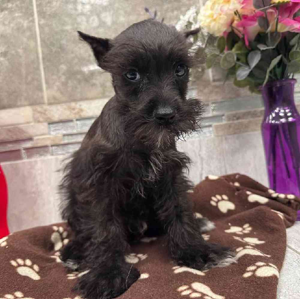 Image of a pet breed in the gallery