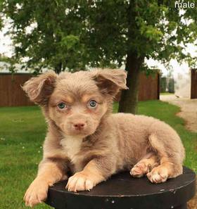 Chihuahua