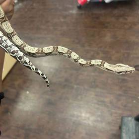Colombian Red Tail Boa
