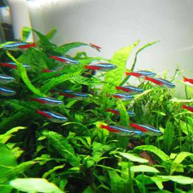 Neon Tetra