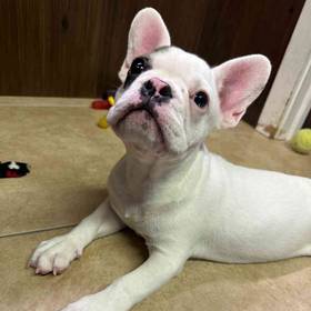 French Bulldog