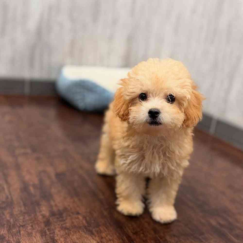 Image of a pet breed in the gallery