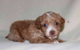 Poodle Toy