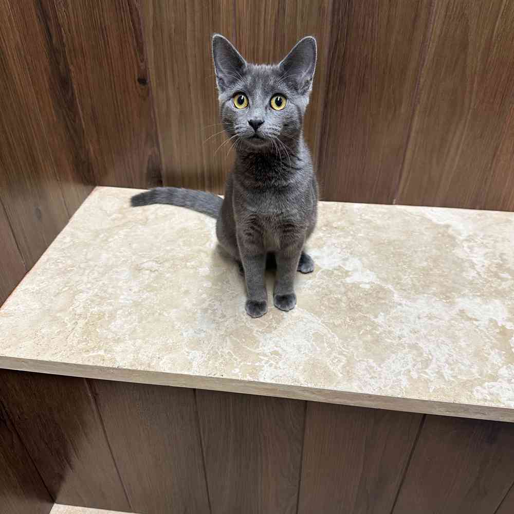 Russian Blue For Adoption Near Me | himalayan maine coon ny