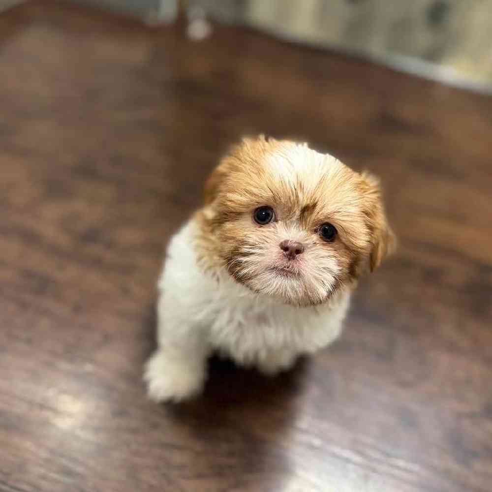Image of a pet breed in the gallery