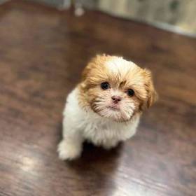 Shih Tzu