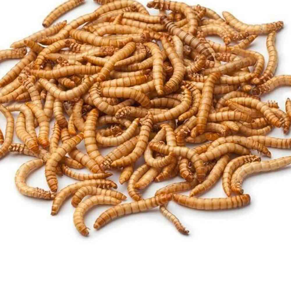 Live Mealworm