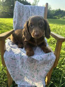 Dachshund