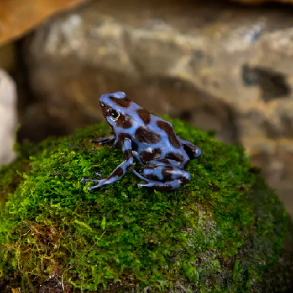 Dart Frog