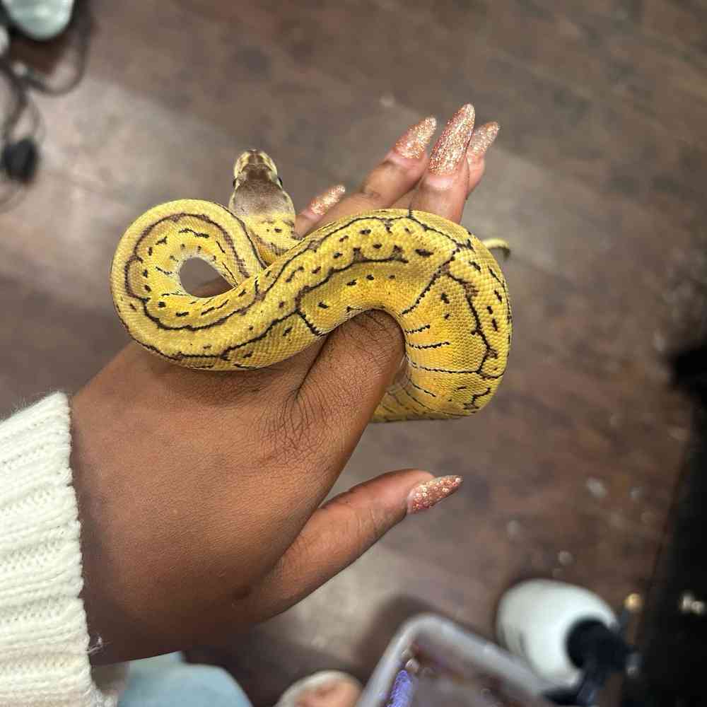 Image of a pet breed in the gallery