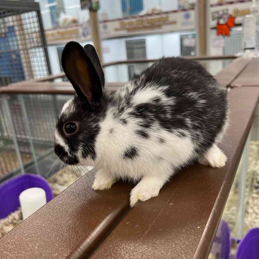 Netherland Dwarf Rabbit Rabbits For Sale Netherland Dwarf