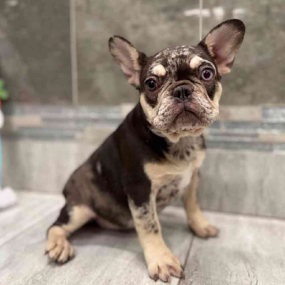 Image of a pet breed in the gallery