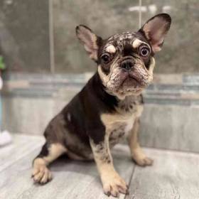 French Bulldog