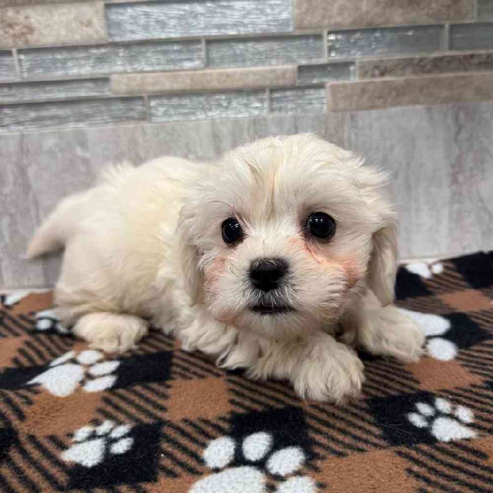 Image of a pet breed in the gallery