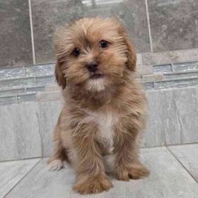 Shorkie