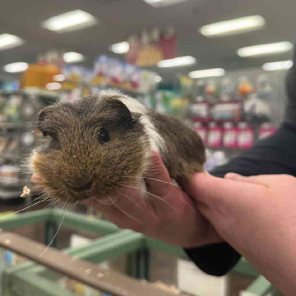 Guinea Pig