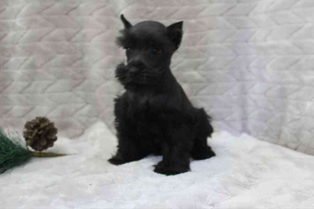 Image of a pet breed in the gallery