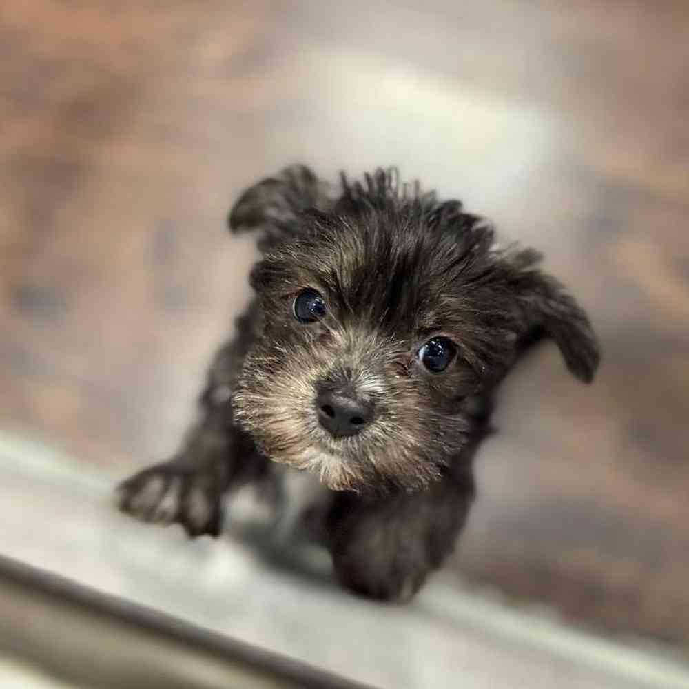 Image of a pet breed in the gallery
