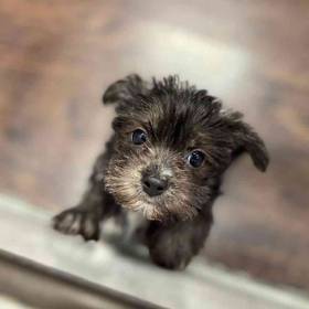 Morkie