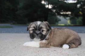 Shih Tzu