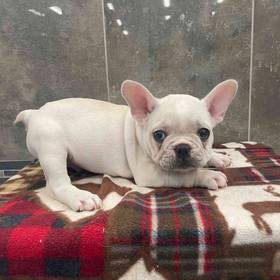 French Bulldog