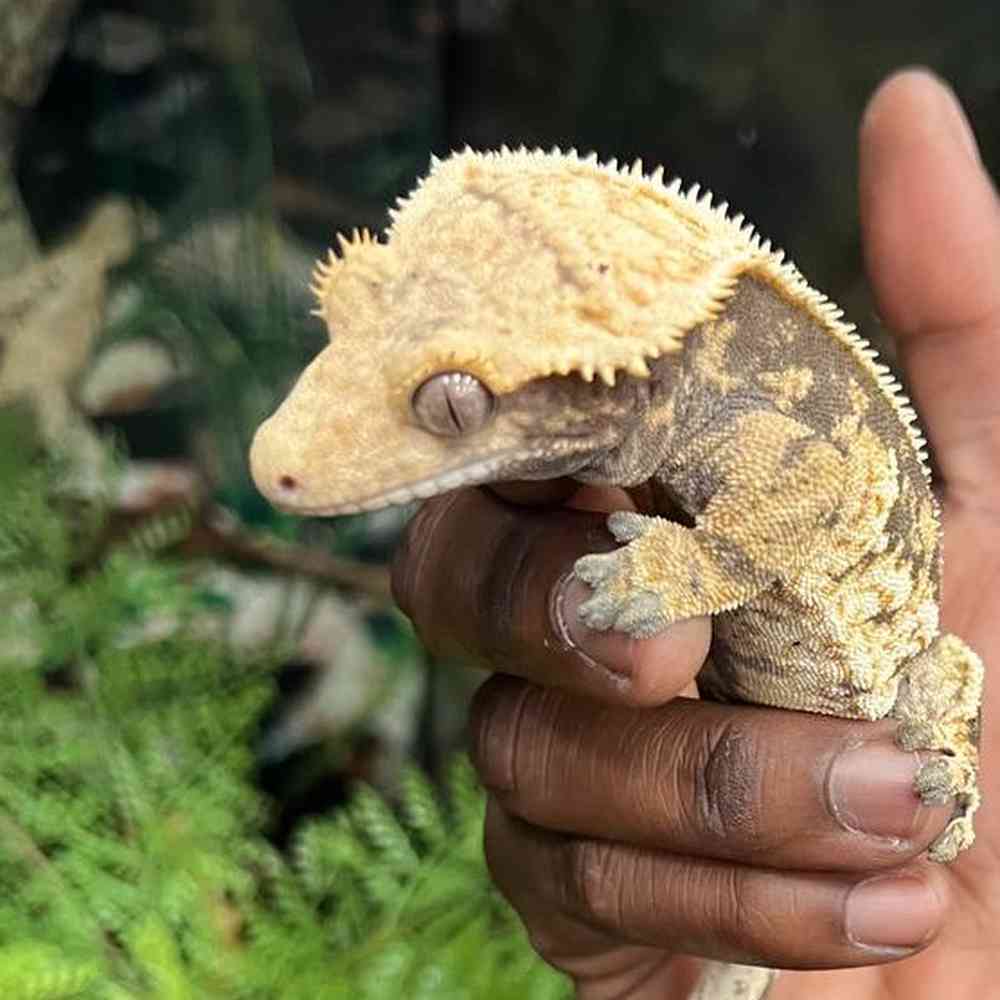 Image of a pet breed in the gallery