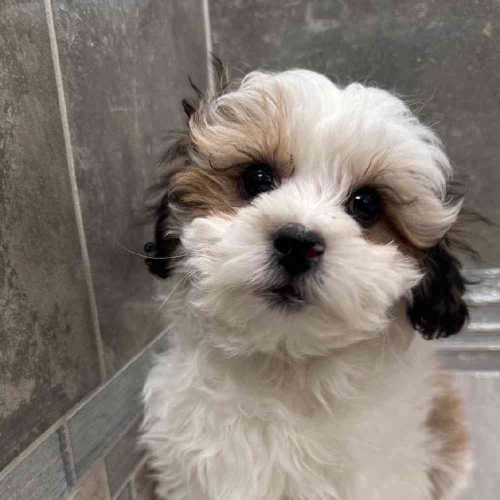Image of a pet breed in the gallery
