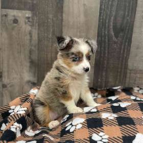 Mini Aussie