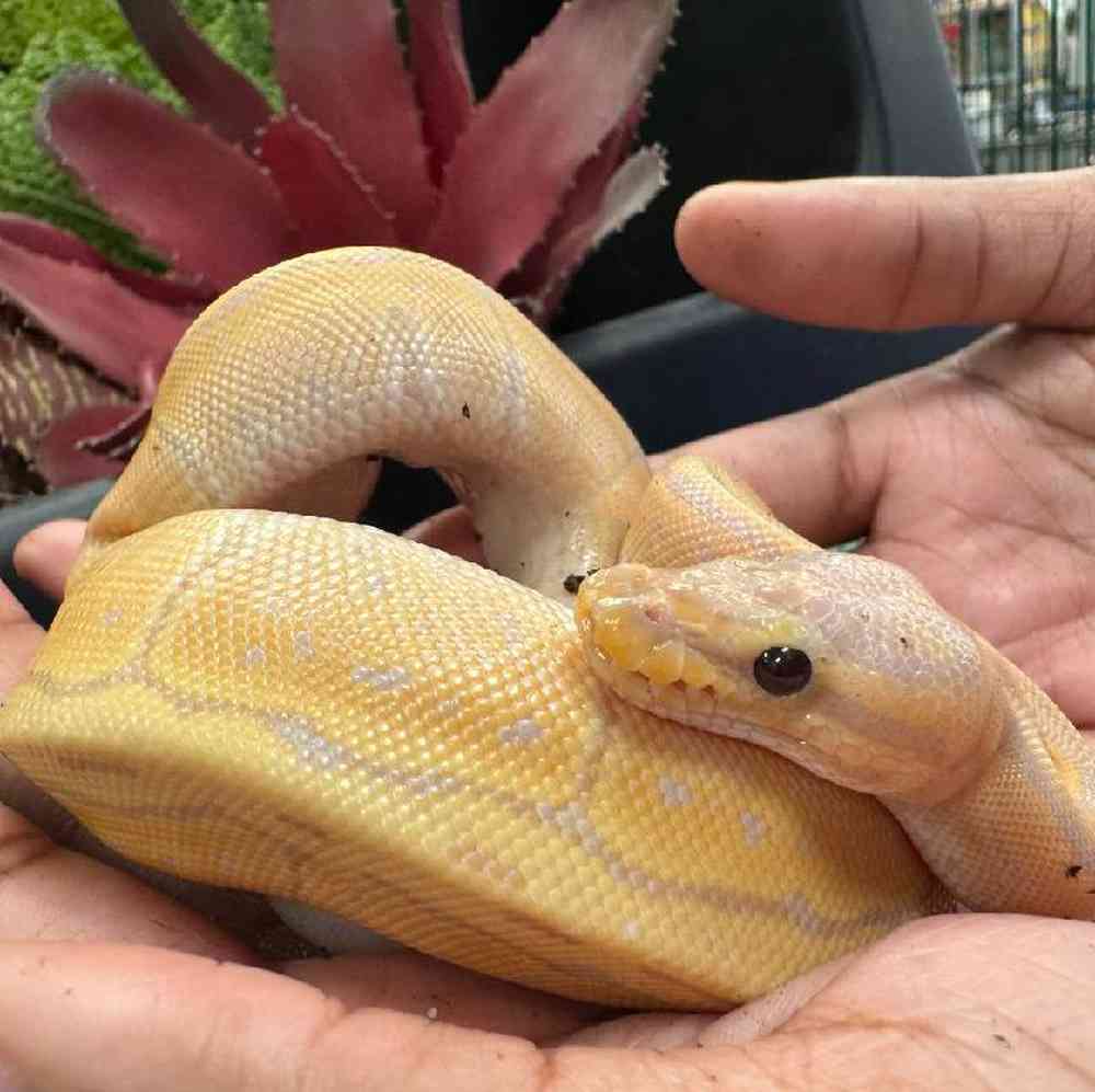 Image of a pet breed in the gallery