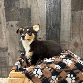 Pembroke Welsh Corgi