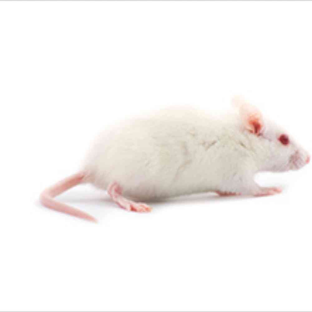 Live Medium Rat
