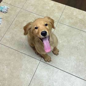 Golden Retriever