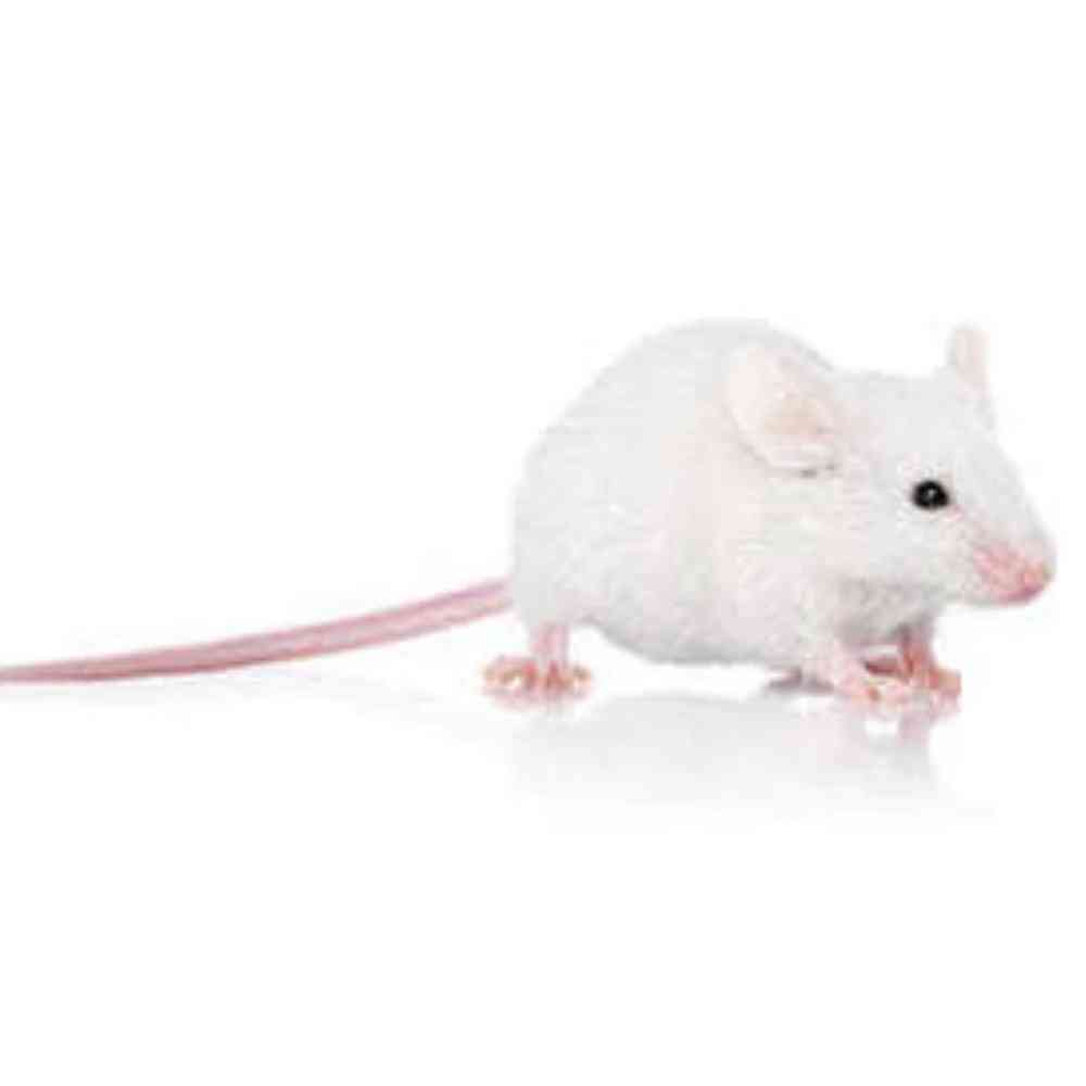 Live Mice