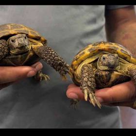 Russian Tortoise