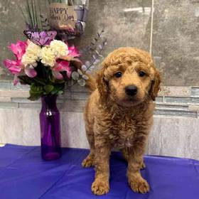 Mini Goldendoodle 2nd Gen
