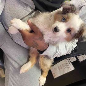 Mini Aussie