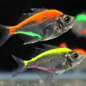 Painted Glass Fish
