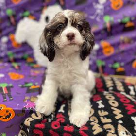 Cocker Spaniel