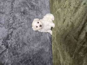 Maltese