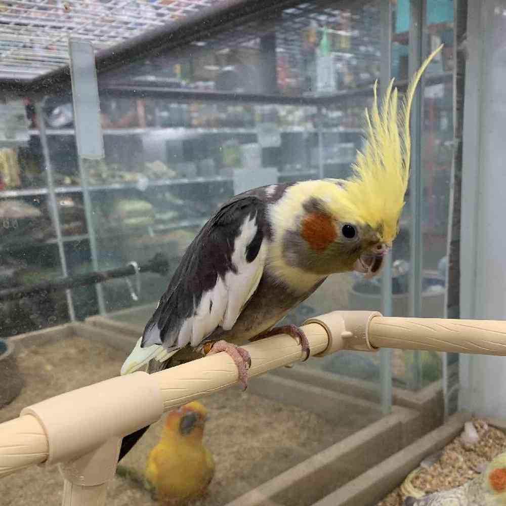 Female cockatiel for sale cheap