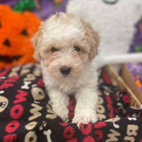 Poochon